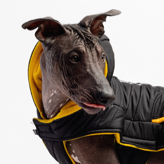 The Vela Jackson: Cold-Alert Technical Dog Jacket.