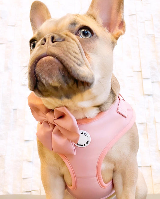 The Vela Coco Rosé: Signature Adjustable Harness